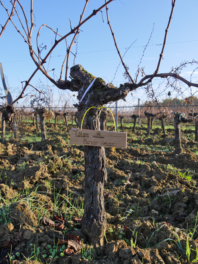 Виноградник на урожай